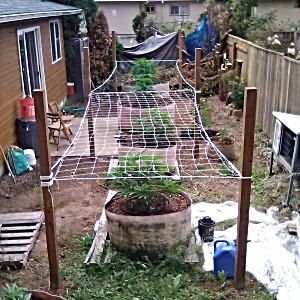 salem-or-backyard-grow-2020.jpg