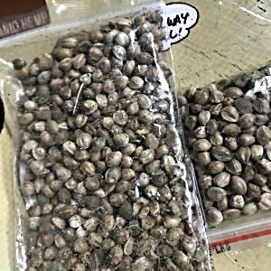 why-are-these-cannabis-seeds-so-big.jpg