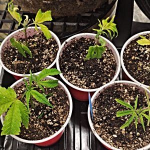 first-time-with-clones-very-droopy-after-transplanting.jpg