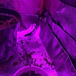 first-timer-growing-3-plants.jpeg