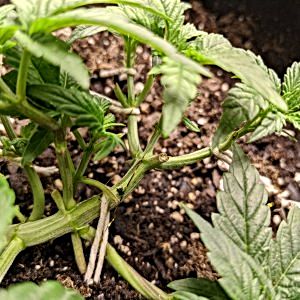 hst-lst-and-topping-for-first-time-but-5th-indoor-grow.jpg
