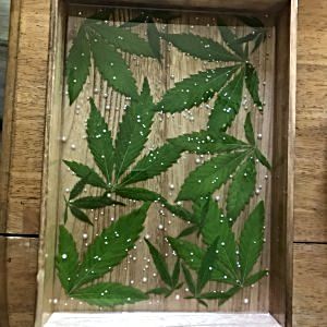 anyone-want-a-cannabis-serving-tray.jpeg