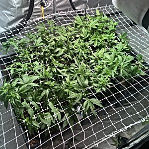 how-far-to-fill-the-scrog.jpeg