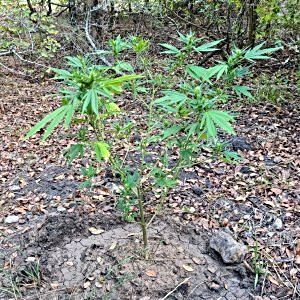 tips-on-getting-this-outdoor-clone-to-grow-a-little-more-or-just-tips-in-general.jpg