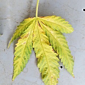 help-me-diagnose-my-leaves-with-pics.jpg