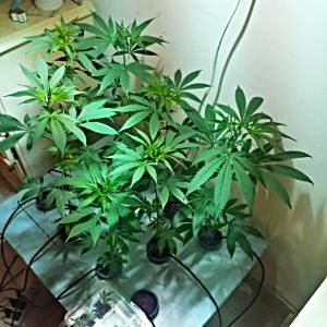 i-grabbed-some-seeds-from-sinai-first-grow-----indica-or-sativa.jpg