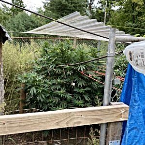 just-sharing-some-pics-of-my-outdoor-grow.jpeg