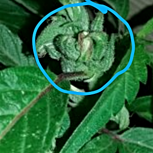 little-hindu-man-found-in-my-early-flower-check-out-all-the-three-pictures-mind-blower-for-us-.png