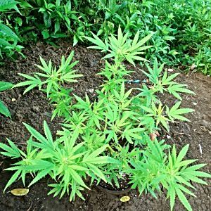 this-is-my-first-time-growing-marijuana.jpg