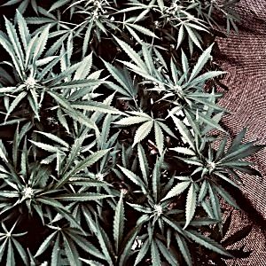 Weed
