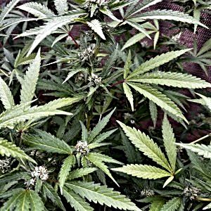 Weed