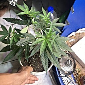 80 wat CFL/LED bulb micro grow