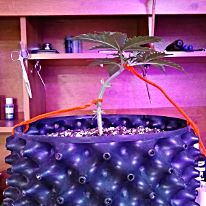 Training day Auto BlueBerry Domina.png