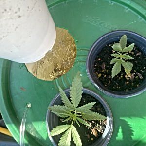 My first grow