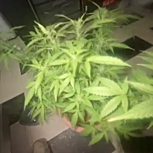 Number 2 budding and it’s a lot smaller than the first