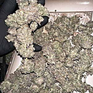 Peanutbutter Breath Atlas Seeds