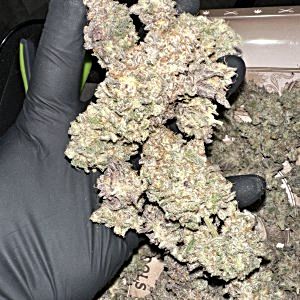 Peanutbutter Breath Atlas Seeds