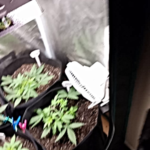 VID_20241111_103340.mp4