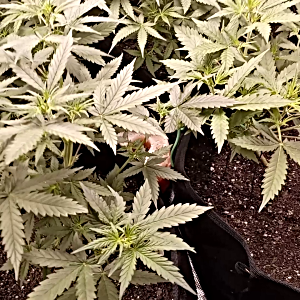 VID_20241126_181819.mp4