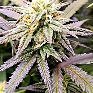 Special  Queen  5½ weeks flower.jpg