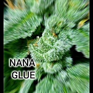 Video of my 8 strains on day 34 flower