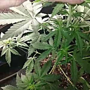 20250421_071532.mp4