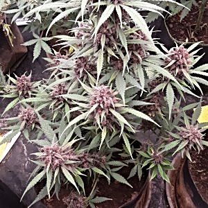 strawberry gorilla full plant.jpg