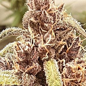 frosty strawberry gorilla.jpg