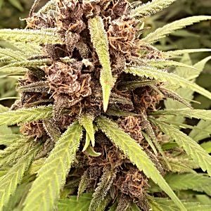 Strawberry gorilla top cola.jpg