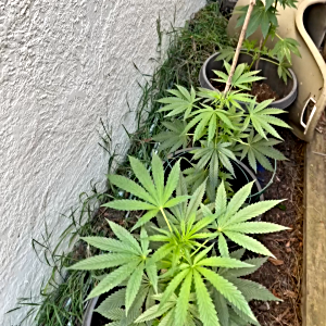 Outdoor California growing 2025