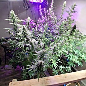 First time showing my grow to the growing community
