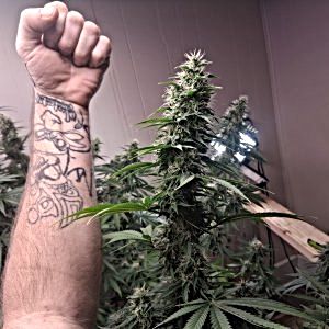 Getting closer to harvest