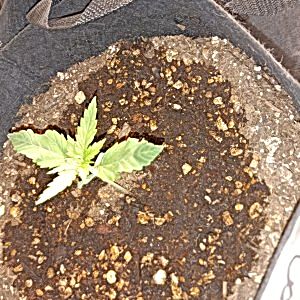 lemonhaze.jpg