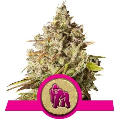 Royal Gorilla Seeds