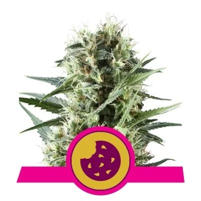 Royal Cookies Seeds