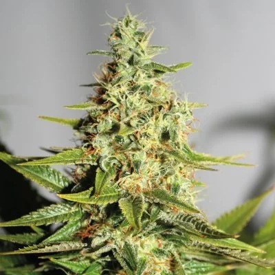 Acapulco Gold Seeds