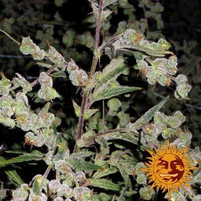 Dr Grinspoon Seeds