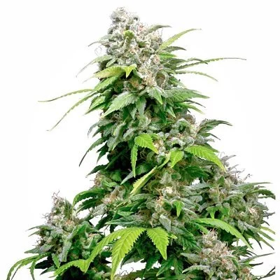 California Indica Seeds