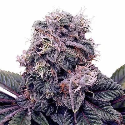 Blackberry Kush Seeds