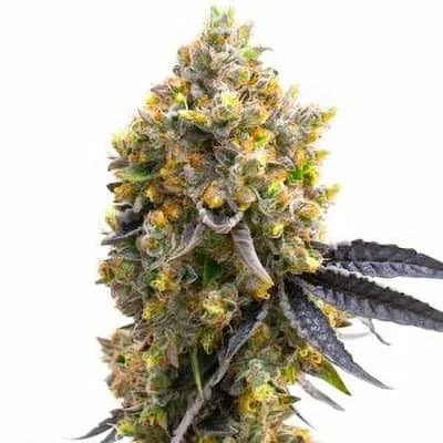 Kyle's Sweet Island Seeds