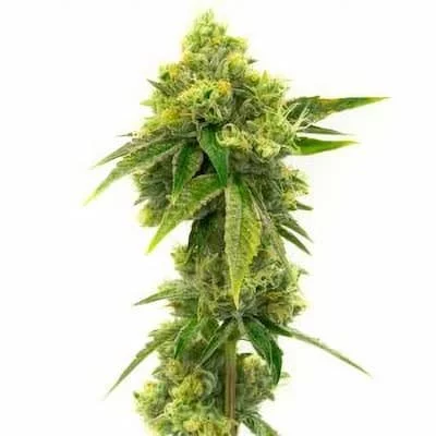 Northern Lights Seeds