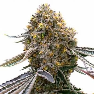 Rainbow Zest Seeds