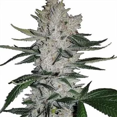 Gorilla Glue Seeds