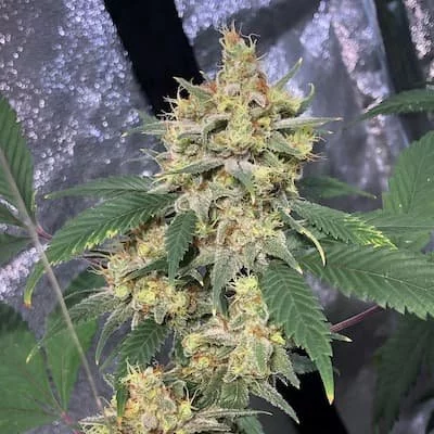 Chocolope F4 Seeds