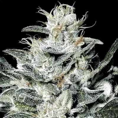 Sensi Star F4 Seeds