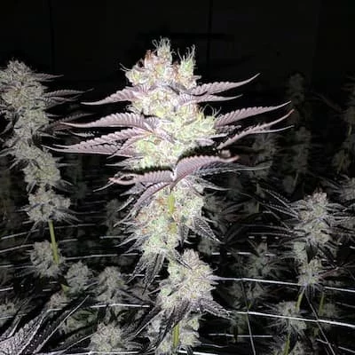 Don Mega F2 Seeds