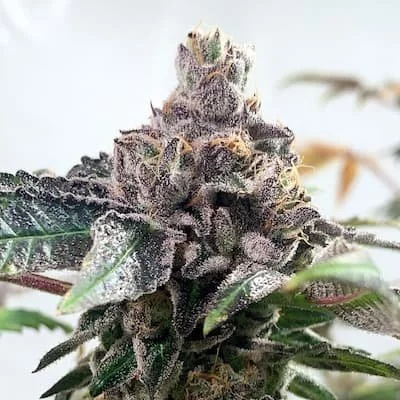 Catalina Wine Mixer Seeds