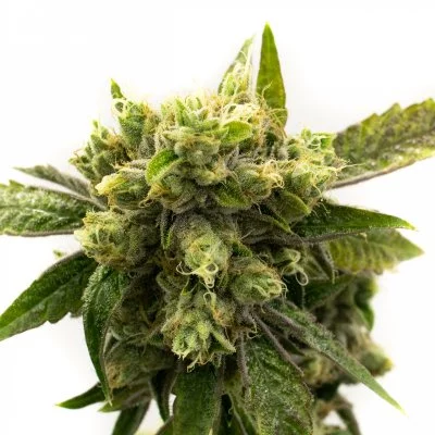 Chemdawg #4 Seeds