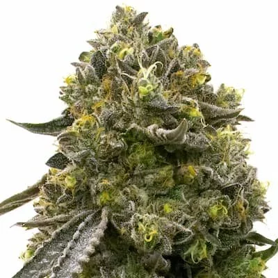 Wedding Cake Seeds
