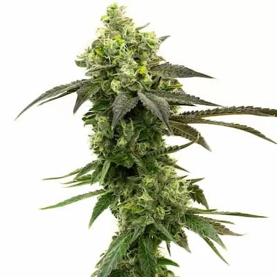 Gorilla Glue #4 Seeds